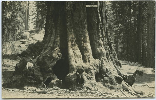 Two men by General Grant Tree