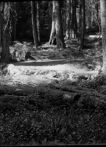 Sequoia, downed logs