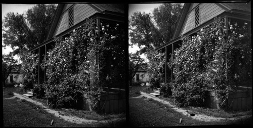 House, flowers, vines