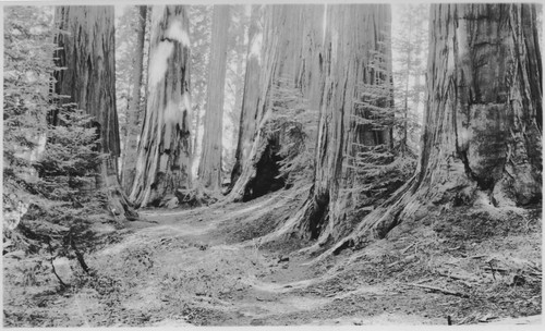 Big Trees (sequoias) in Sequoia Nat'l Park