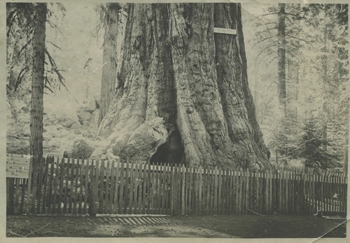 General Grant Tree with fence