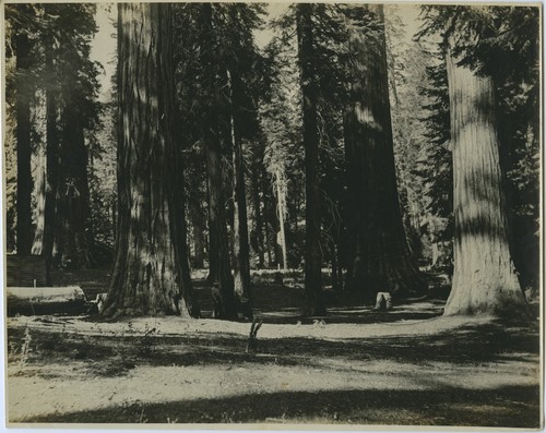 Roberts 3-2-13-026.tiff 3 Prints\2 Medium\13 Sequoias