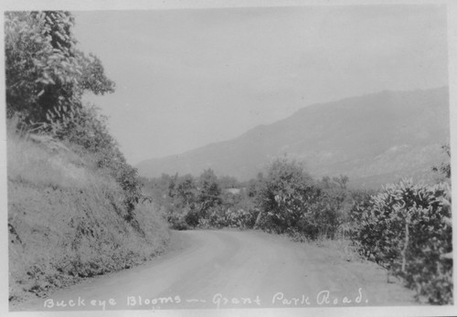 Buckeye Blooms - Grant Park Road