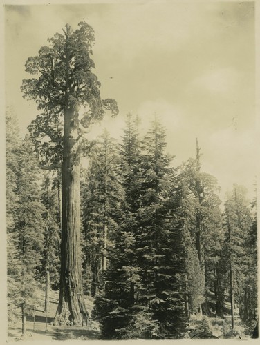 General Grant Tree