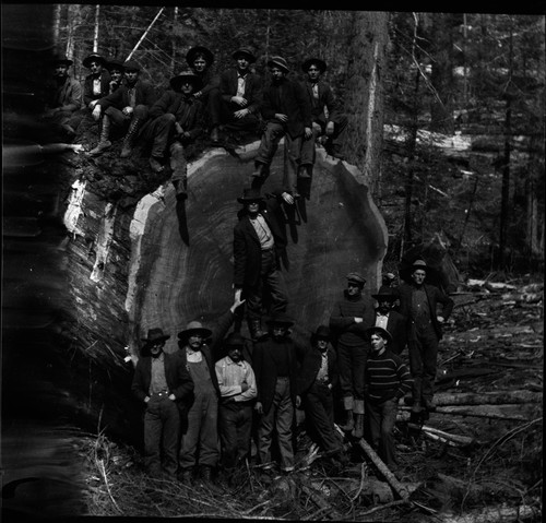 downed tree, loggers