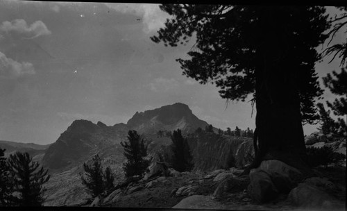 Mountain scene, unknown tree