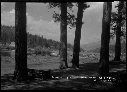 "Glimpse of Hume Lake thro' the pines Hume Resort"