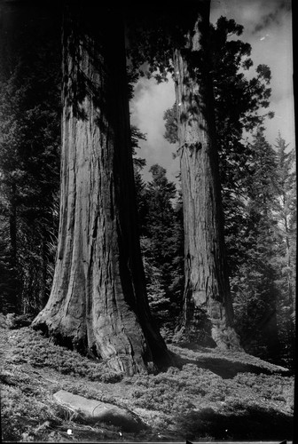 Unkown sequoias