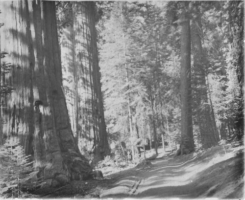 Sequoias, road