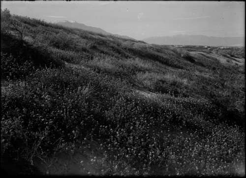 desert, flowers