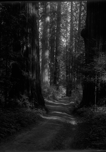 Road through sequoia grove