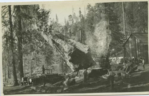 Group of loggers felling sequoia