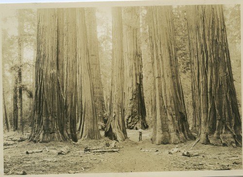 Big Trees - Seq Nat'l Park