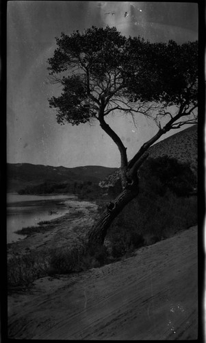 Lake Unknown with tree