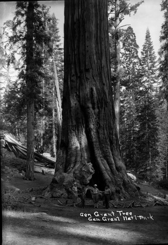 "Gen Grant Tree Gen Grant Nat'l Park"