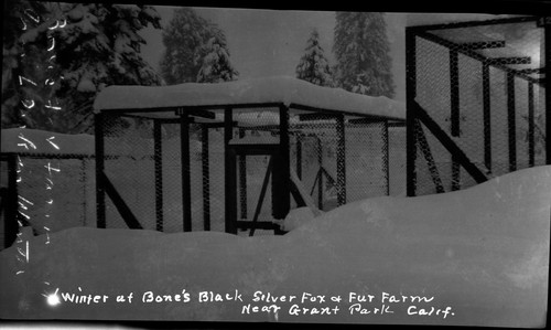 "Winter at Bone's Black Silver Fox and Fur Farm Near Grant Park