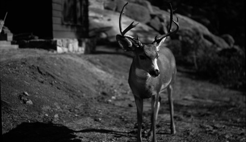 Deer