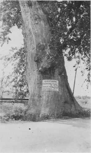 Giant Oak, Tulare Co