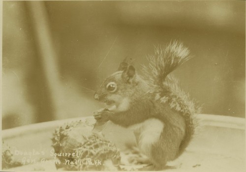 "Douglas Squirrel Gen. Grant Nat'l Park"