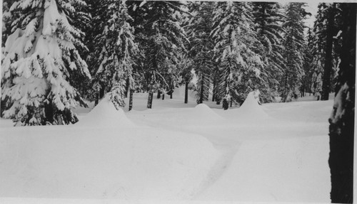 Tracks in snow, trees
