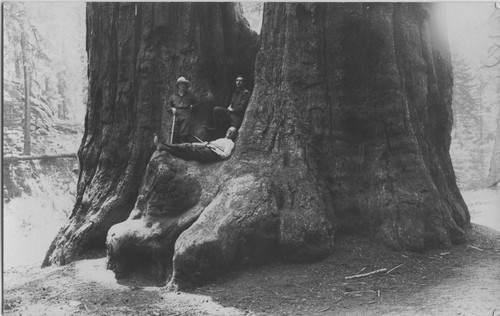 1921 Three people sitting on Twin Sisters Tree