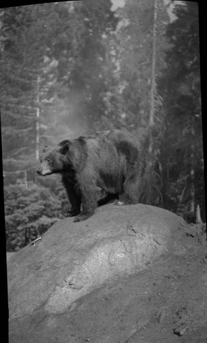 Bear on rock