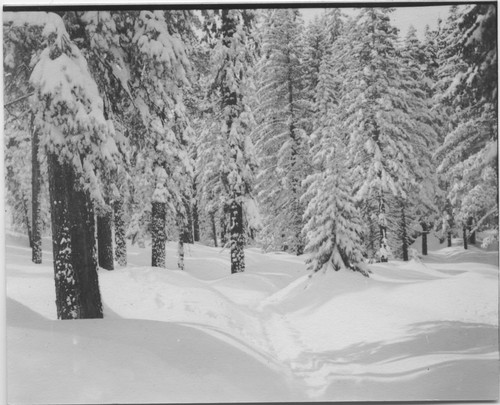 Trees covered in snow, trail