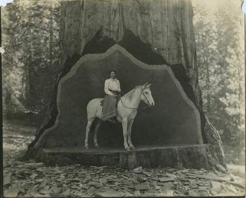 General Sherman Tree