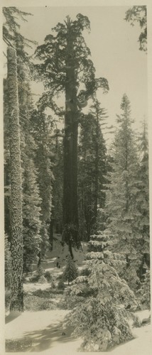 General Grant Tree in winter, snow