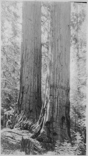 Two sequoias, unknown