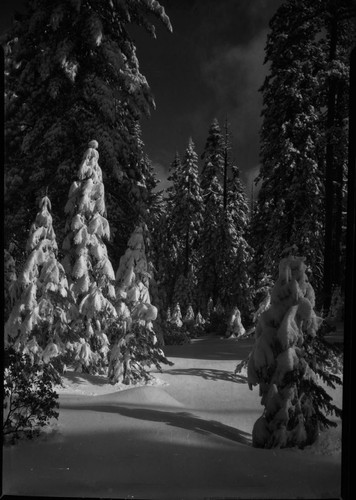 Snow, trees