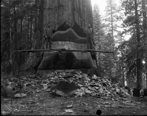 Undercut sequoia with platform, 2 loggers