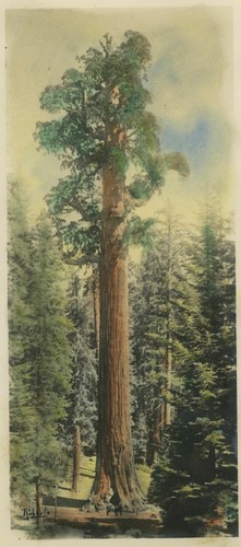 General Grant Tree, color