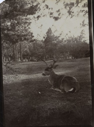 Stag on grass