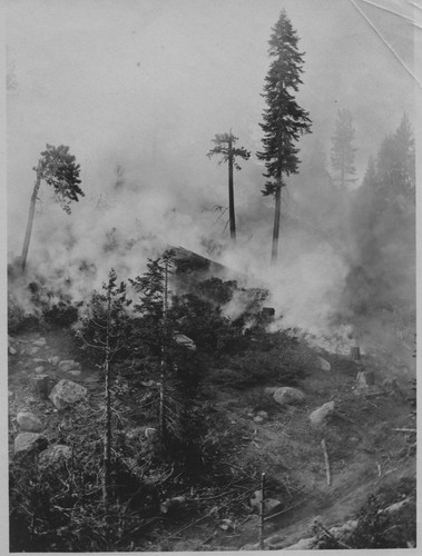 Smoking Forest