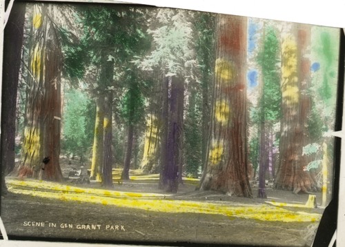 Sequoia forest scene