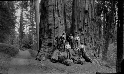 Twin Sisters Tree ?