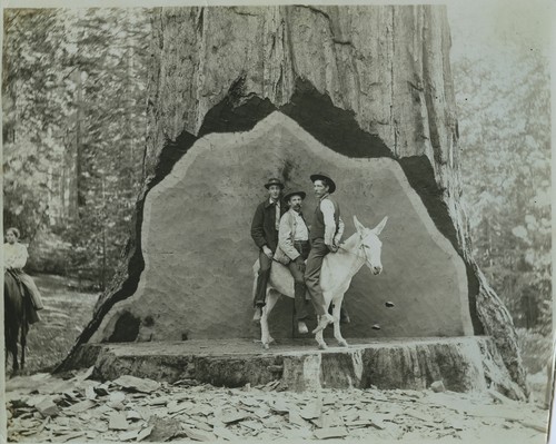 3 men on donkey Snowball ? at Studio Tree