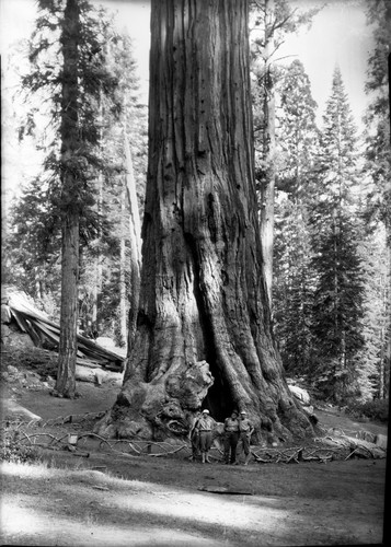 Grant Tree showing Lion's Head OKd 56 also 2 views of Quints nea