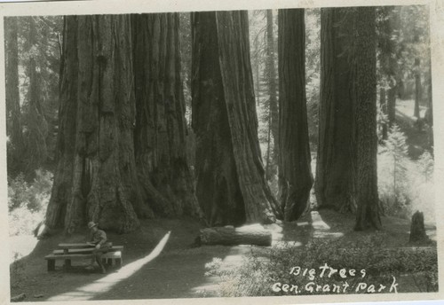 Quintuplets in Grant Grove of Big Trees in Kings Canyon Nat'l Pa