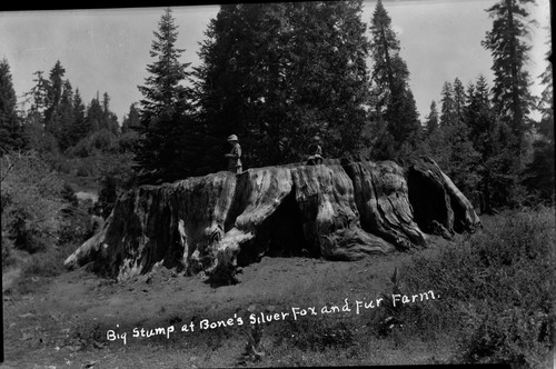 "Big Stump at Bone's Silver Fox and Fur Farm"