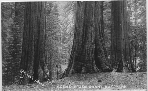 "Scene in Gen. Grant Nat. Park"