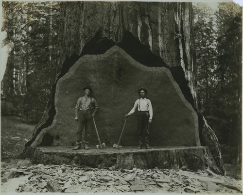 Loggers at Studio Tree