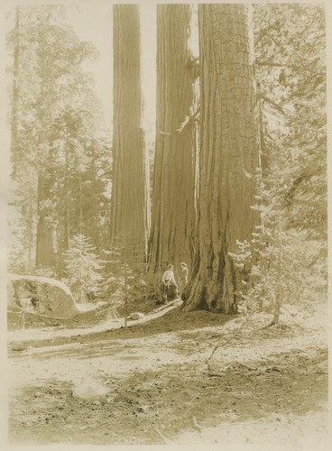 Romance of the Big Trees - In Sequoia Nat'l Park