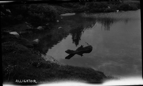 "Alligator" In Rae Lakes