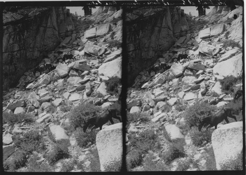 Coming down from Rae Lakes, Woods Creek Trail ?