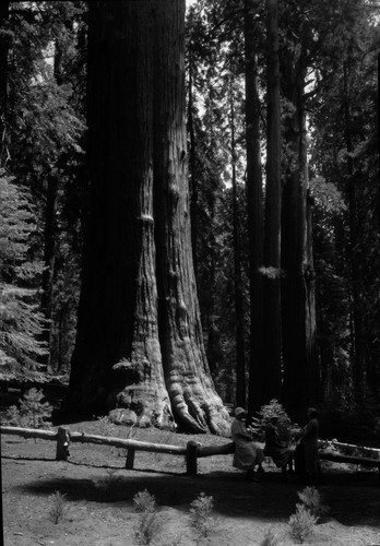 General Sherman Tree, three woman in front