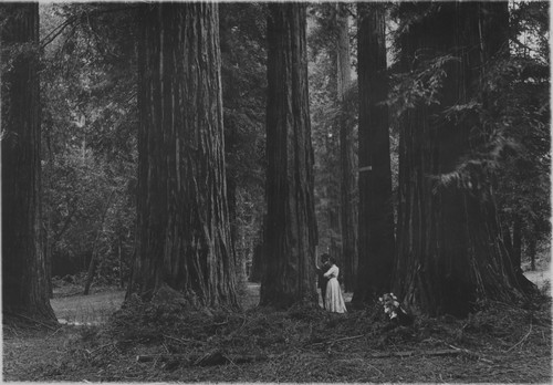 Couple by big trees, girl and dog, Superintendent Tree