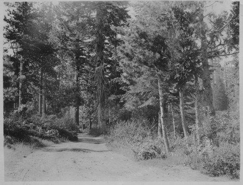 Scene in Wilsonia tract in Gen Grant Nat'l Park Cali