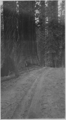 Sequoia by road